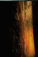 Finsk tjæremile harpiksrigt træ